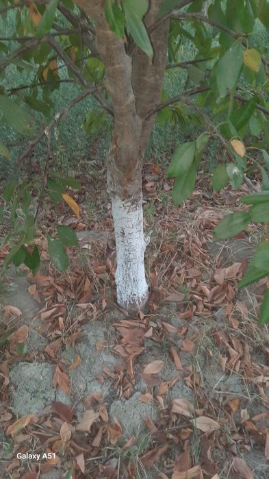 Бог бузилади дарахтлари сотилади