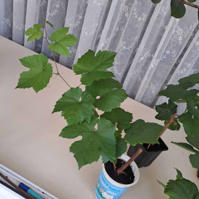 Продам саженцы винограда