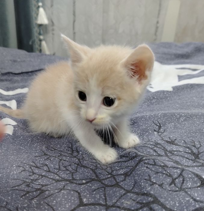 Отдам котят в добрые руки