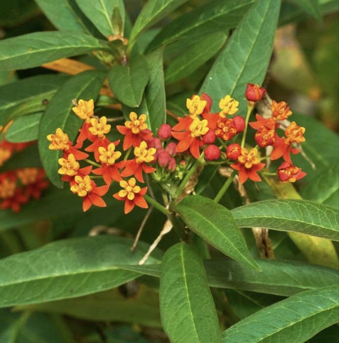 Pui de “ Leamdru de munte negru “ (Asclepias curassavica)