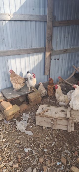 Тауық , қораз сатылады