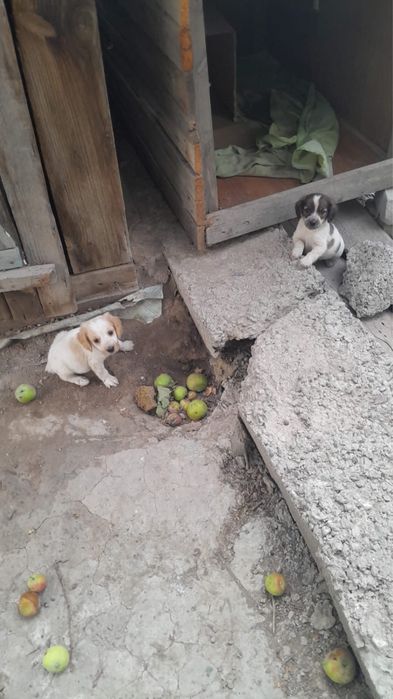 Продам двух щенок Спаниель