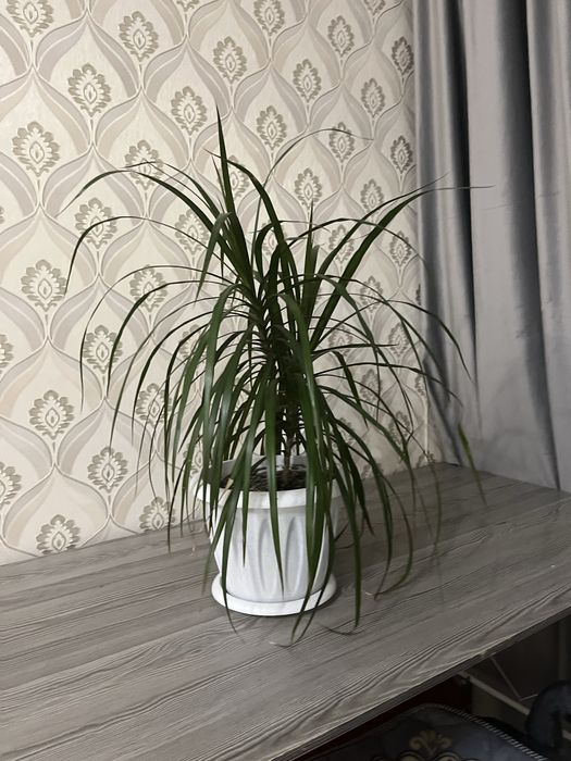 Продаю красивую драцену.