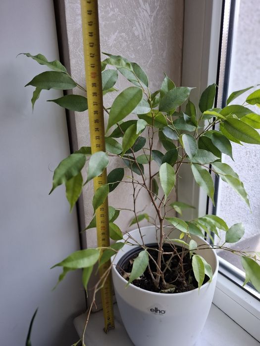 Planta de apartament - ficus benjamina, 40 cm