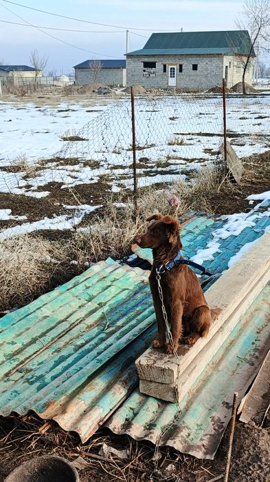 Отдам даром девочку