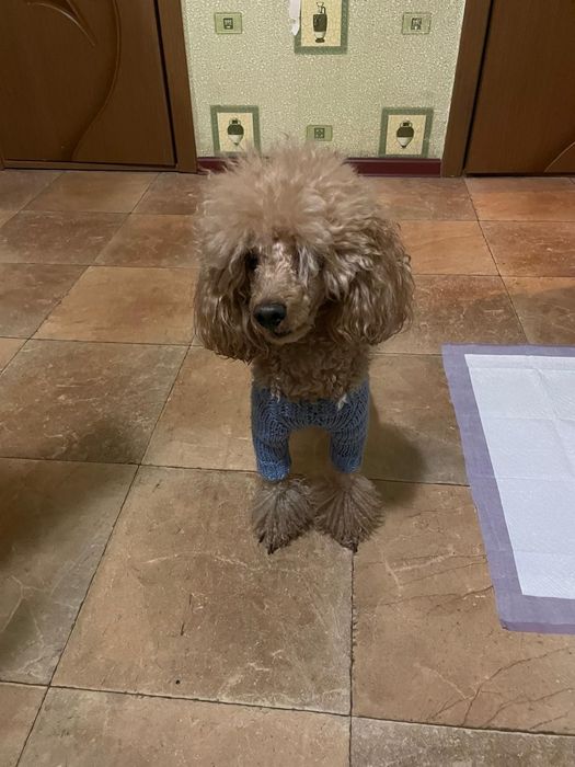 Щенки той пудель