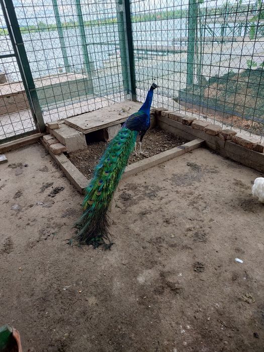 Păuni maturi de vanzare.