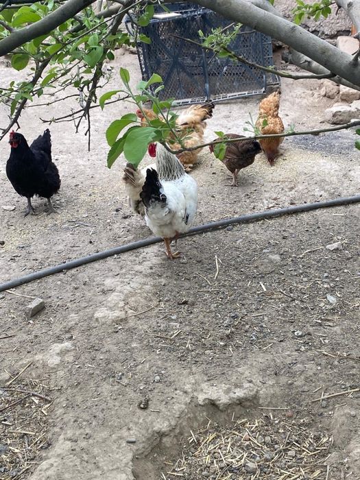 Тауықтар сатылады