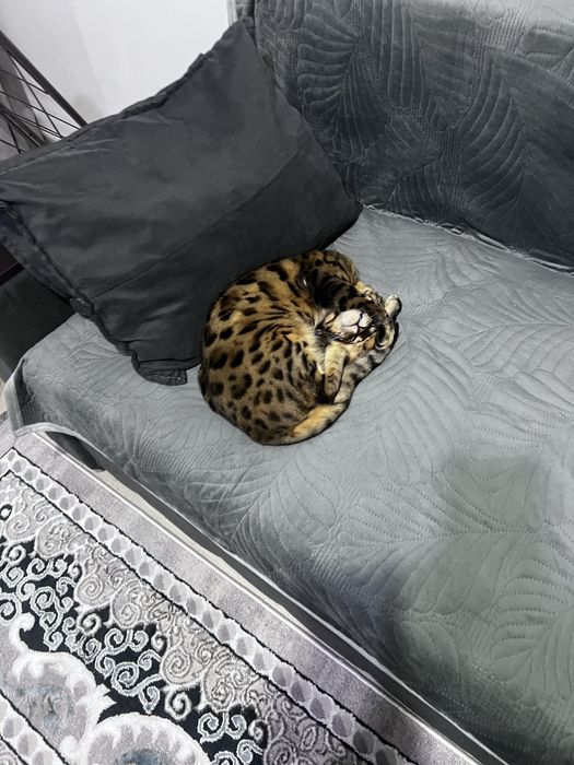 Бенгальский котик