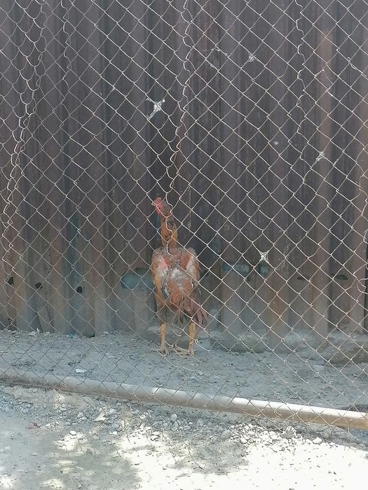 Продам дакана продам