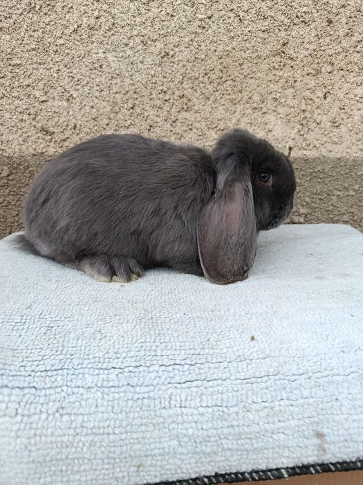 Iepuri berbec german albastru diferite varste