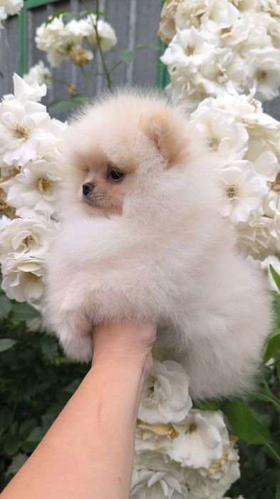 Мини мальчик померанского шпица