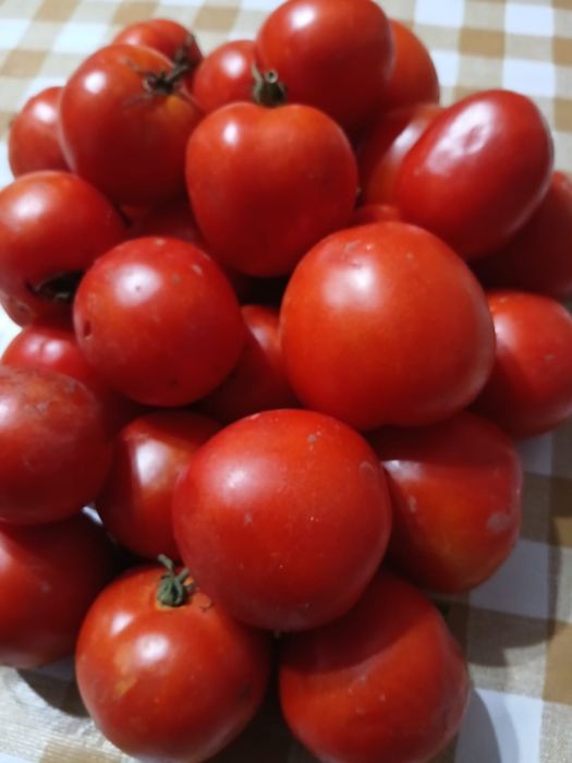 Продам помидоры домашние
