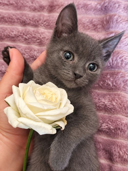 Котенок мальчик 2 месяца ищет себе семью