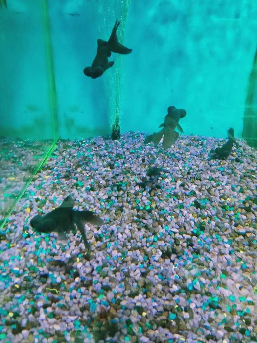 Аквариумные рыбки