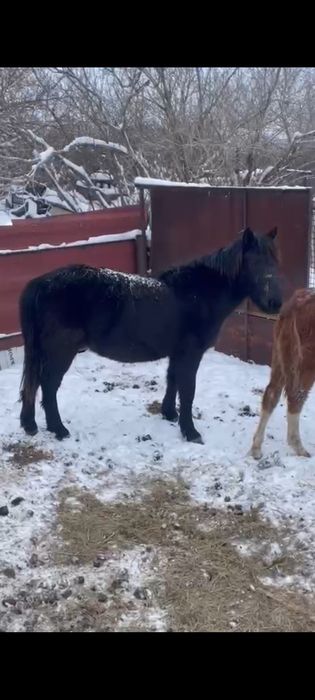 Продам жеребца..