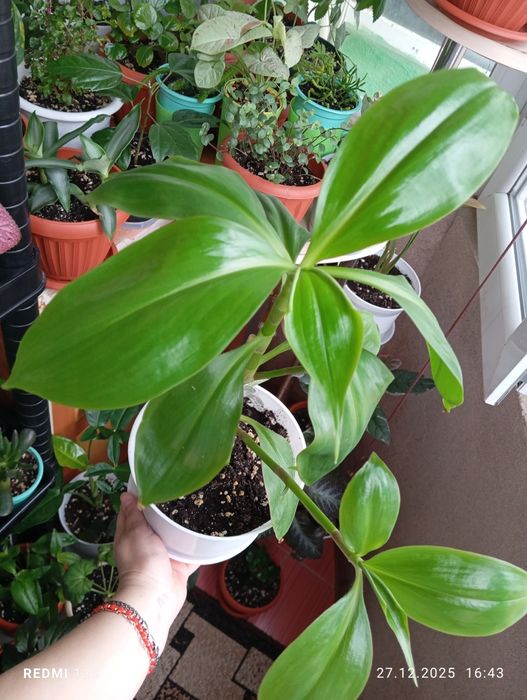 Продам растения цветы