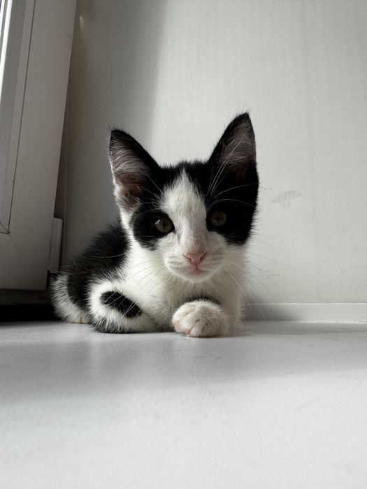 Активный котенок