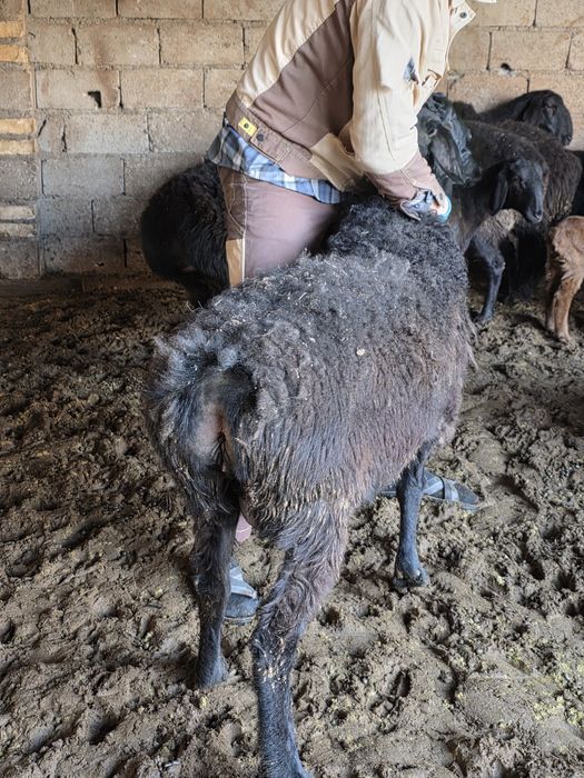 Egiz tugʻgan qŏy sotiladi