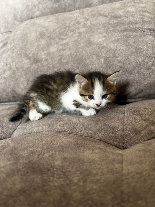 Котенок 1 месяц очень красивый
