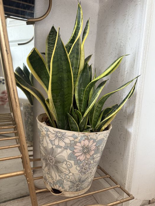 Домашние цветы в горшке