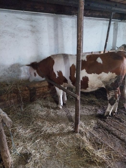 Vând junică de 1 an și 8 luni ( montata)
