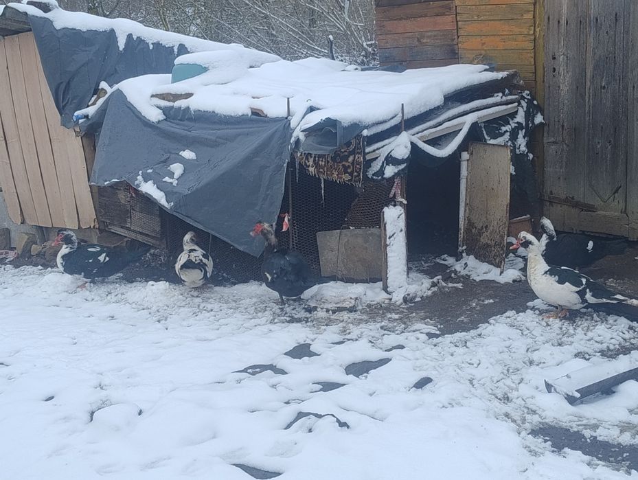 Продавам домашни йордечки!