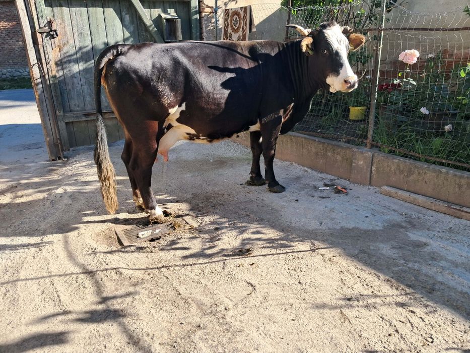 Vand vaca de abator foarte grasa