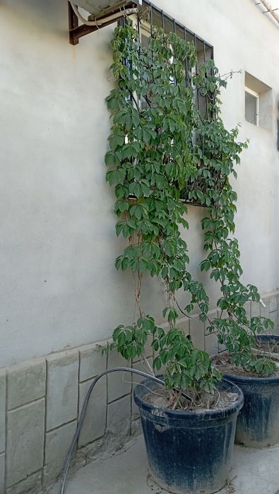 Дикий виноградый