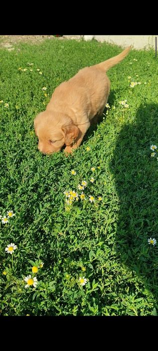 Golden retriever ros