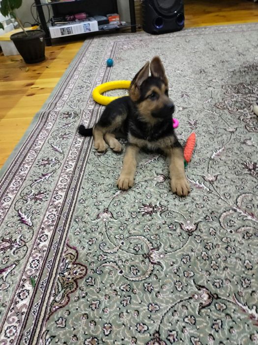 Продам щенка немецкой овчарки