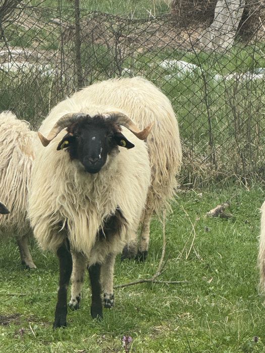 vand oi si berbeci vi sau taiate