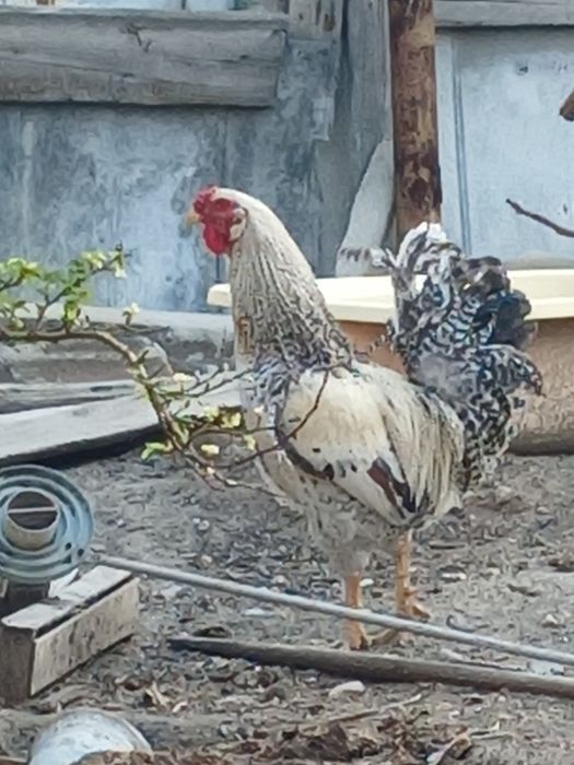Продаются петухи куры