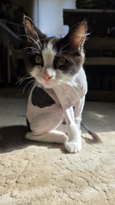 Отдам котёнка в ДОБРЫЕ руки!