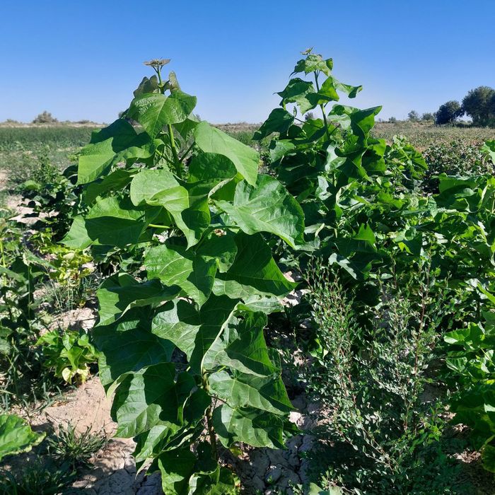 Yashil makon loyihasi uchun turli xil manzarali koʻchatlar sotiladi