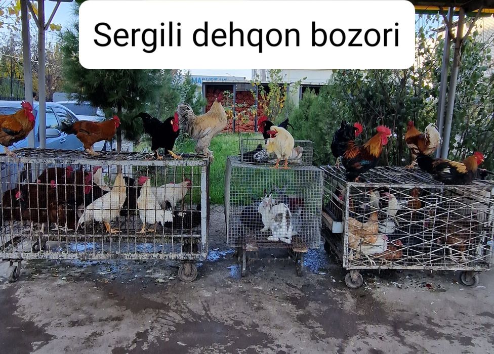 sergili dehqon bozori kurka quyon tovuq horoz kaptar bedana sotiladi