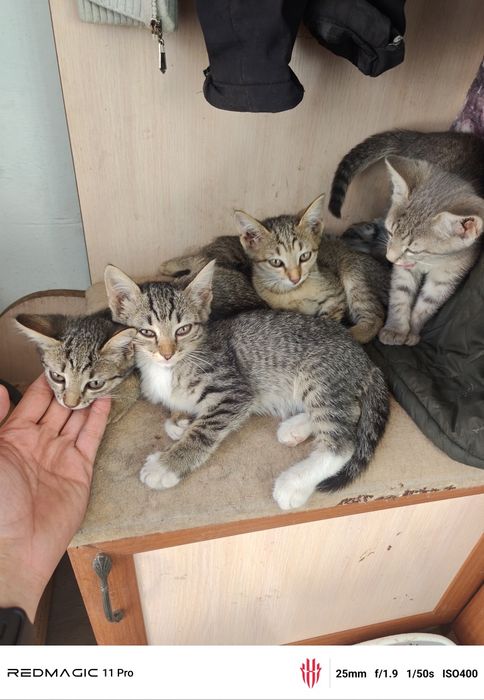 Отдам котят даром