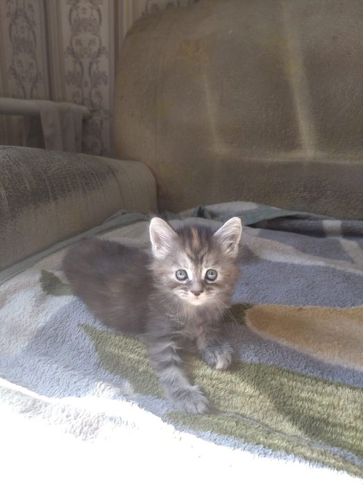 Продам очаровательных котят Мейн-кун