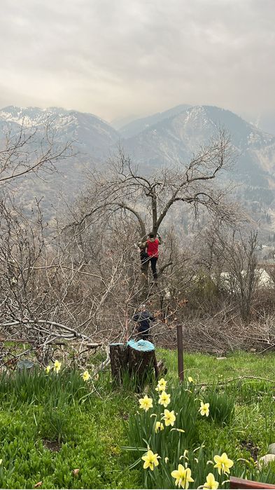 Обрезка деревьев