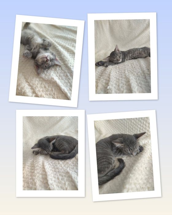 Отдам котика Пушок