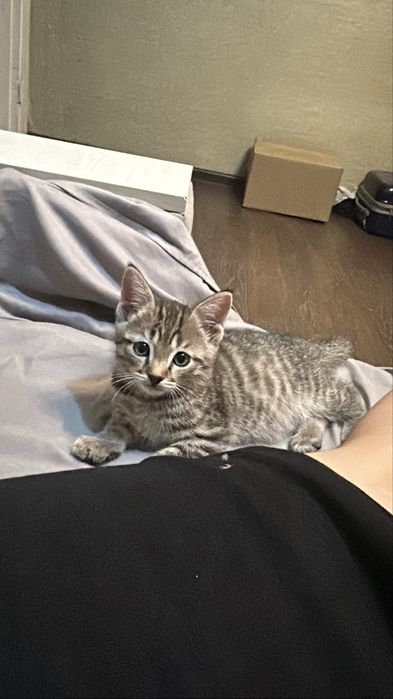 Отдам котенка в добрые руки