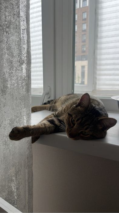 Отдадим кота в хорошие руки