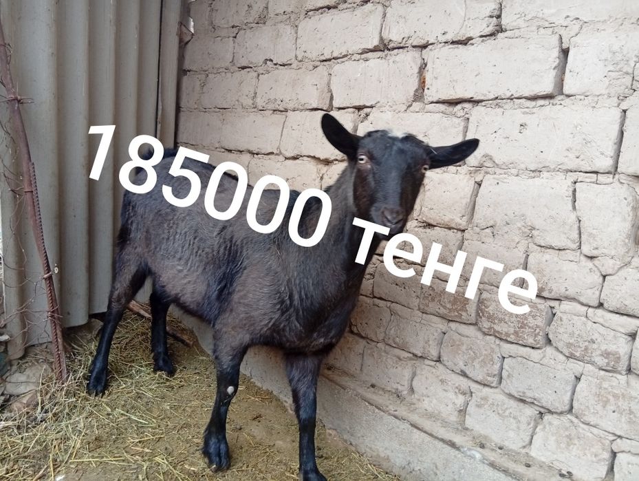 Алпиниски Шыбыштар сатылады