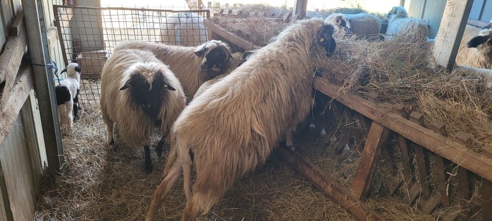 Trei oi cu miei disponibile