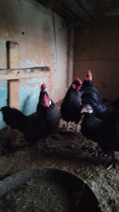 Beltanka zot oq zirak Xo'rozlar sotiladi