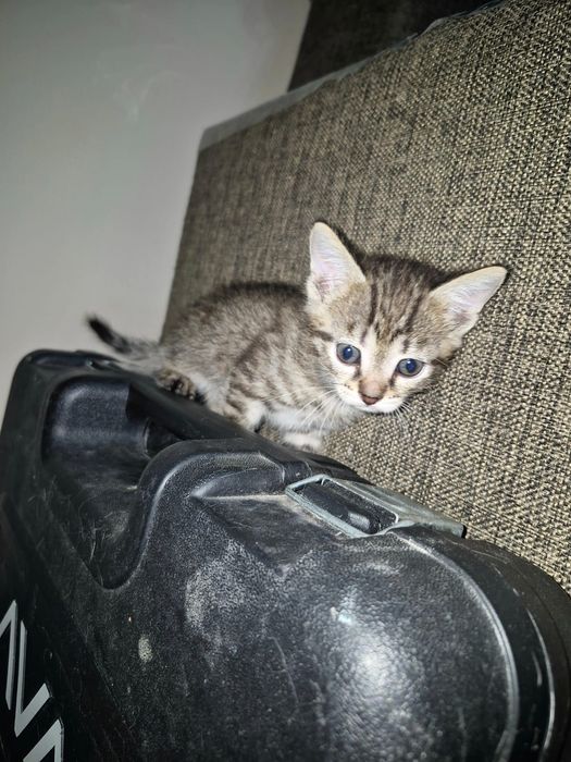 Маленькие котята