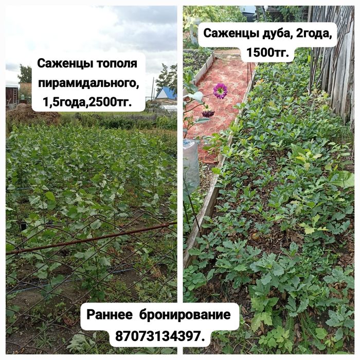 Продам саженцы дуба и пирамидального тополя