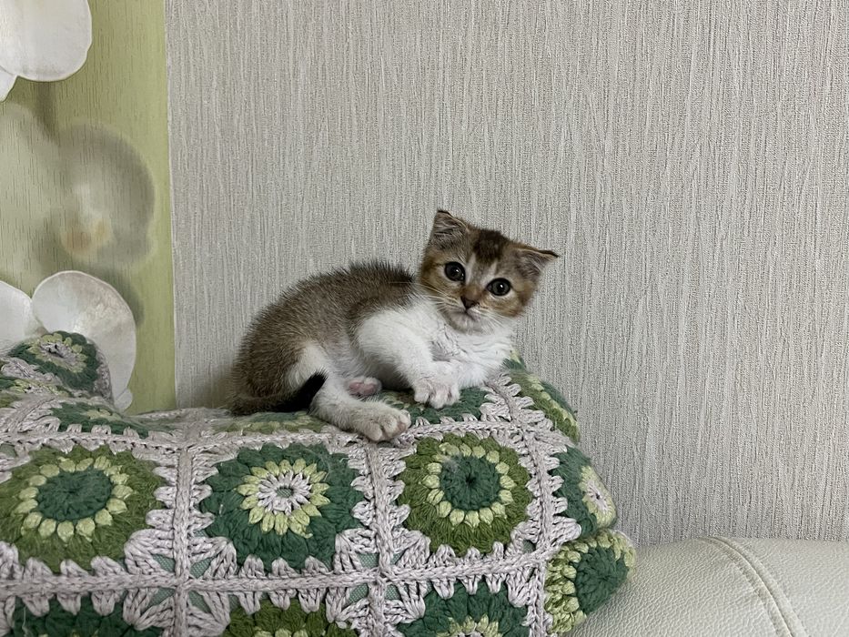 Котенок девочка, помесь