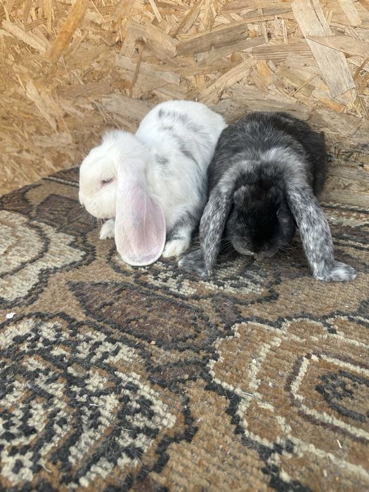 Iepuri berbec german