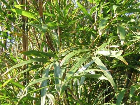 Продавам растения студоустойчив бамбук